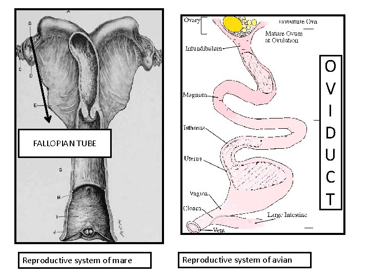 O V I D U C T FALLOPIAN TUBE Reproductive system of mare Reproductive
