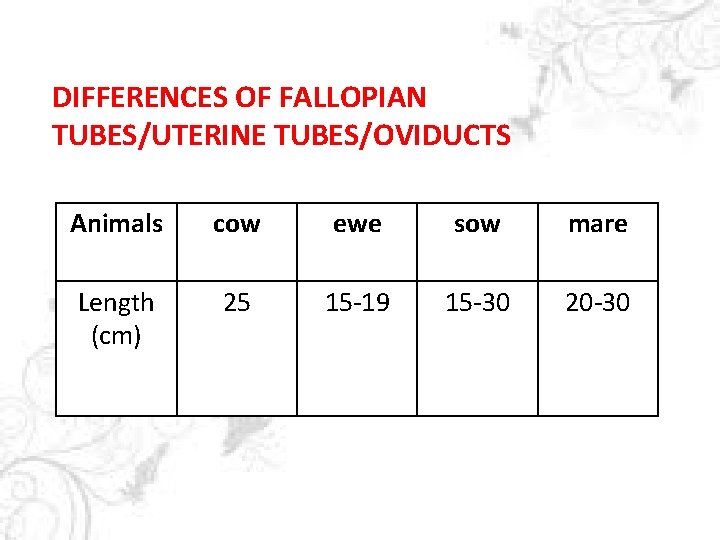 DIFFERENCES OF FALLOPIAN TUBES/UTERINE TUBES/OVIDUCTS Animals cow ewe sow mare Length (cm) 25 15