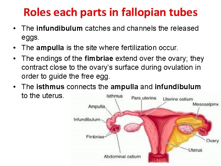 Roles each parts in fallopian tubes • The infundibulum catches and channels the released
