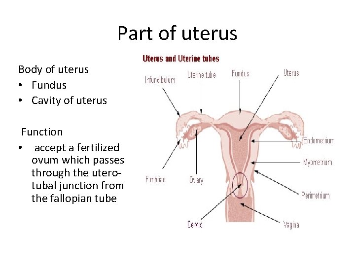 Part of uterus Body of uterus • Fundus • Cavity of uterus Function •