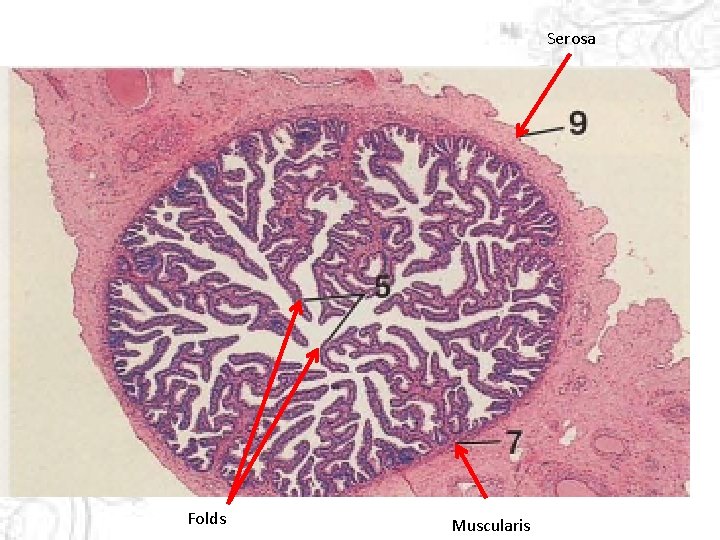 Serosa Folds Muscularis 