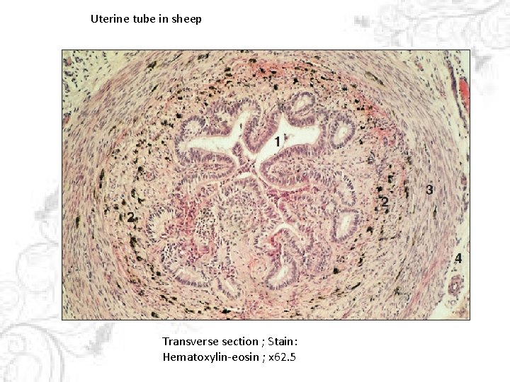 Uterine tube in sheep Transverse section ; Stain: Hematoxylin-eosin ; x 62. 5 