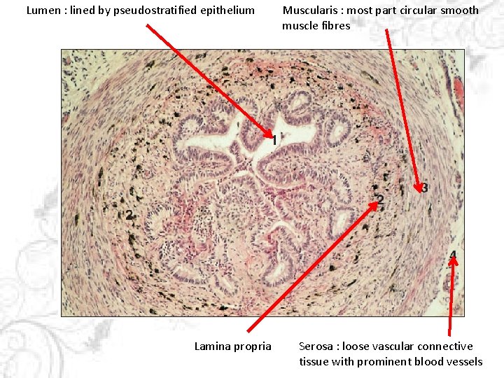 Lumen : lined by pseudostratified epithelium Lamina propria Muscularis : most part circular smooth