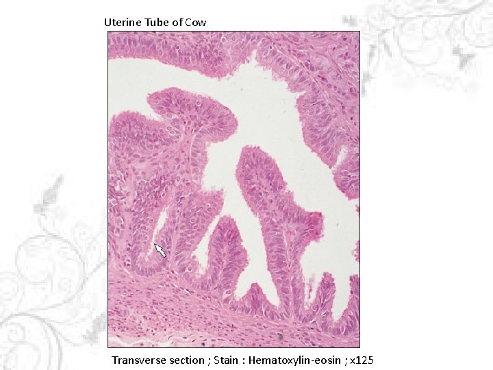 Uterine Tube of Cow Transverse section ; Stain : Hematoxylin-eosin ; x 125 