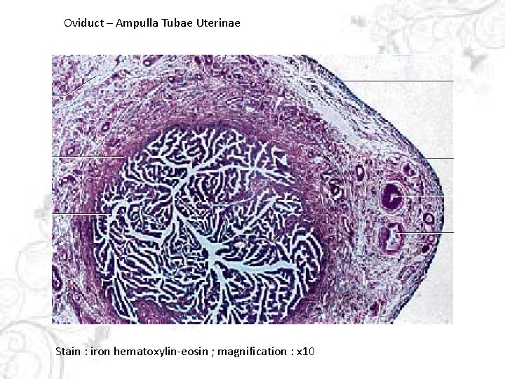 Oviduct – Ampulla Tubae Uterinae Stain : iron hematoxylin-eosin ; magnification : x 10