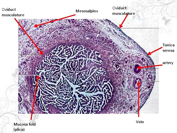 Oviduct musculature Mesosalpinx Oviduct musculature Tunica serosa artery Mucosa fold (plica) Vein 