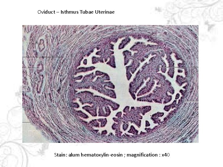 Oviduct – Isthmus Tubae Uterinae Stain: alum hematoxylin-eosin ; magnification : x 40 