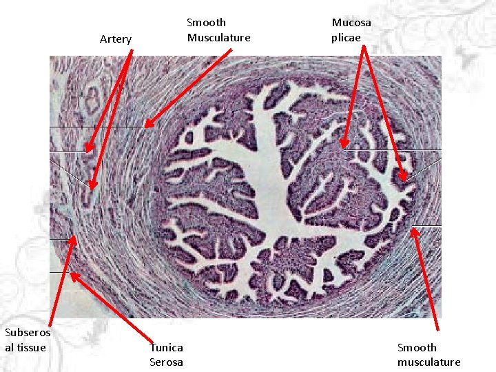 Smooth Musculature Artery Subseros al tissue Tunica Serosa Mucosa plicae Smooth musculature 