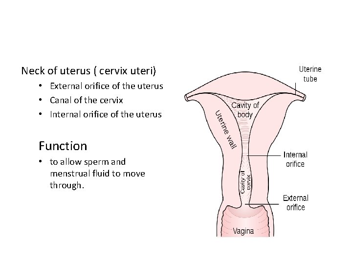Neck of uterus ( cervix uteri) • External orifice of the uterus • Canal
