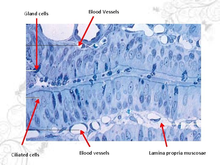 Gland cells Ciliated cells Blood Vessels Blood vessels Lamina propria muscosae 