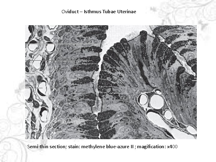 Oviduct – Isthmus Tubae Uterinae Semi-thin section; stain: methylene blue-azure II ; magification: x