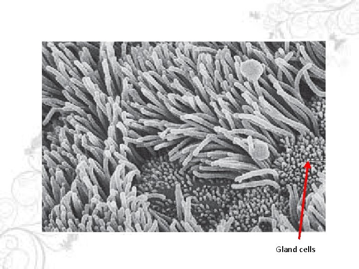 Gland cells 