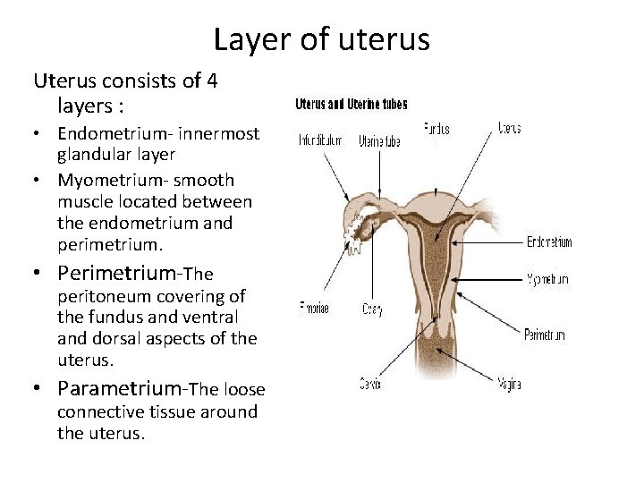 Layer of uterus Uterus consists of 4 layers : • Endometrium- innermost glandular layer