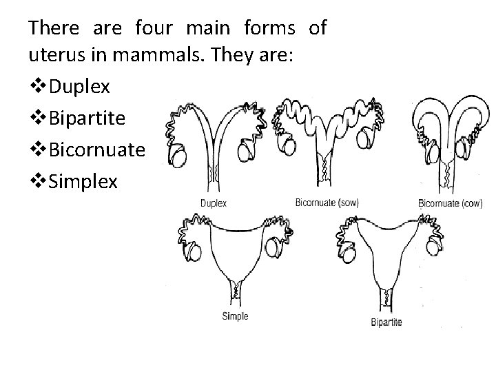There are four main forms of uterus in mammals. They are: v. Duplex v.