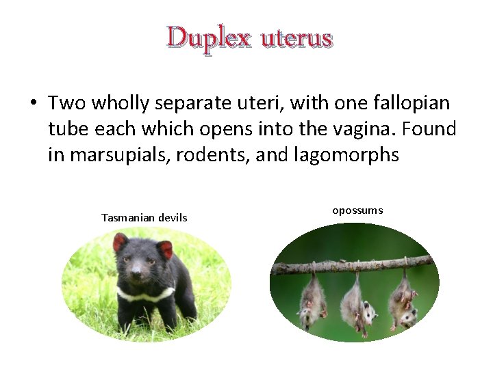 Duplex uterus • Two wholly separate uteri, with one fallopian tube each which opens