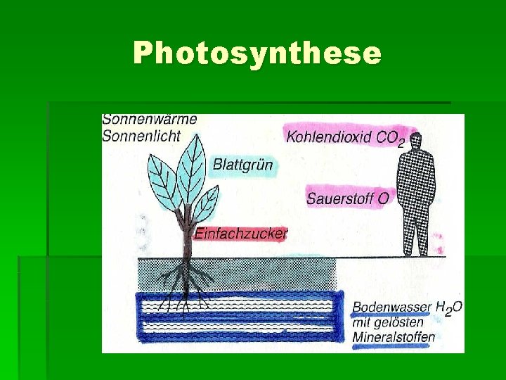 Photosynthese 