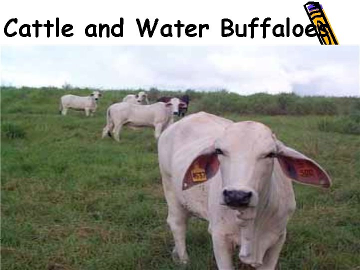 Cattle and Water Buffaloes • 