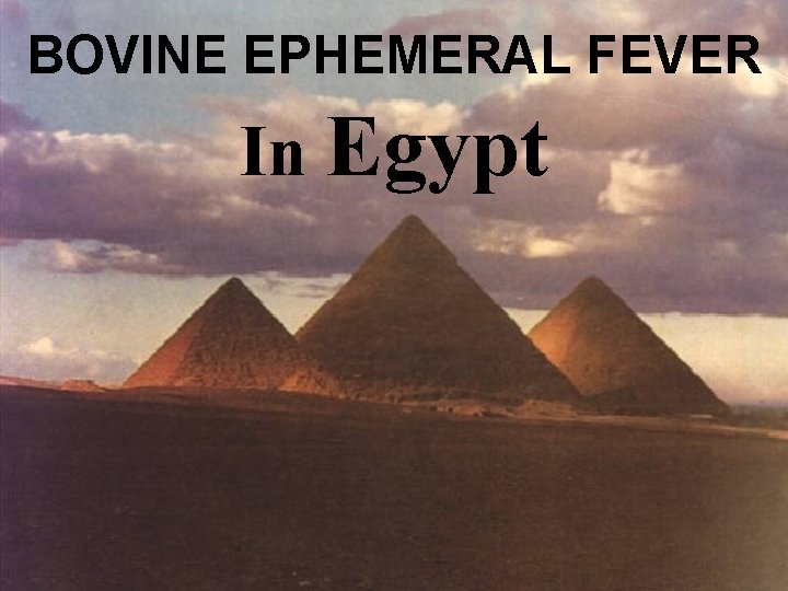 BOVINE EPHEMERAL FEVER In Egypt 