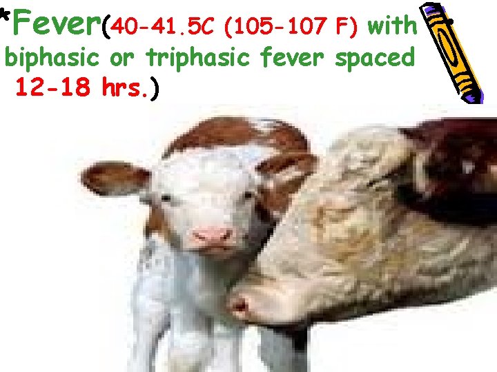 *Fever(40 -41. 5 C (105 -107 F) with • biphasic or triphasic fever spaced