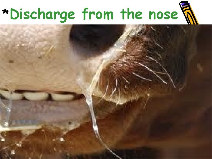 *Discharge from the nose 