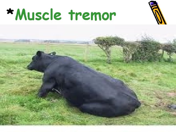 *Muscle tremor 