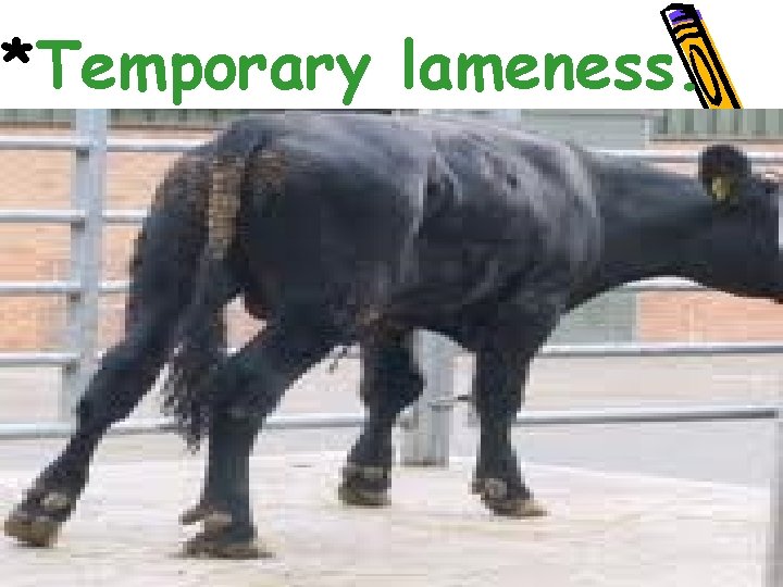 *Temporary lameness. 