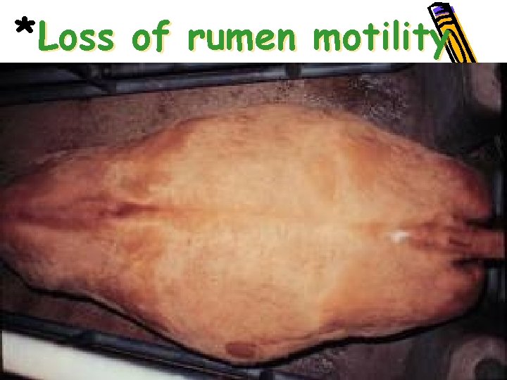 *Loss of rumen motility • • 