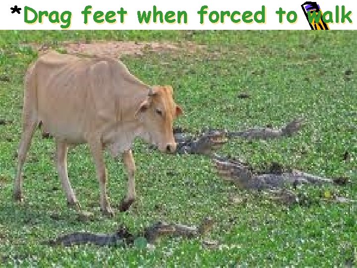 *Drag feet when forced to walk 