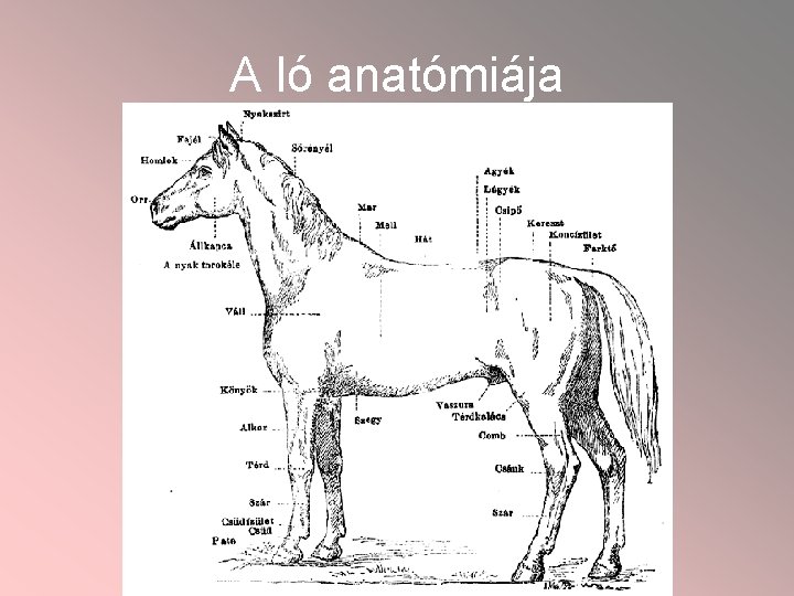 A ló anatómiája 