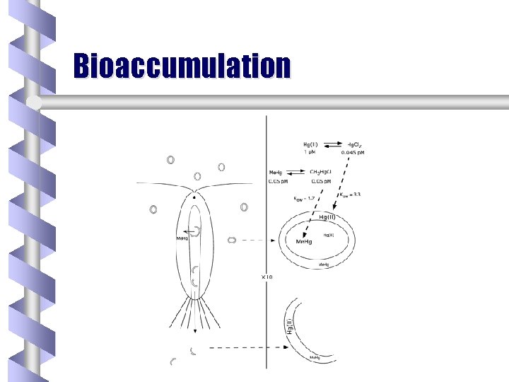 Bioaccumulation 