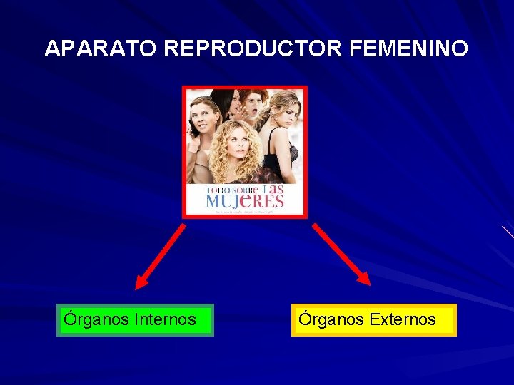 APARATO REPRODUCTOR FEMENINO Órganos Internos Órganos Externos 