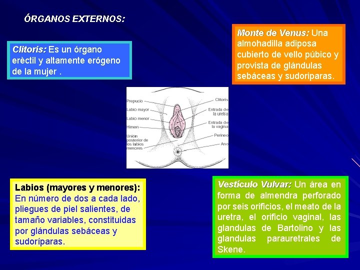 ÓRGANOS EXTERNOS: Clitoris: Es un órgano erèctil y altamente erógeno de la mujer. Labios