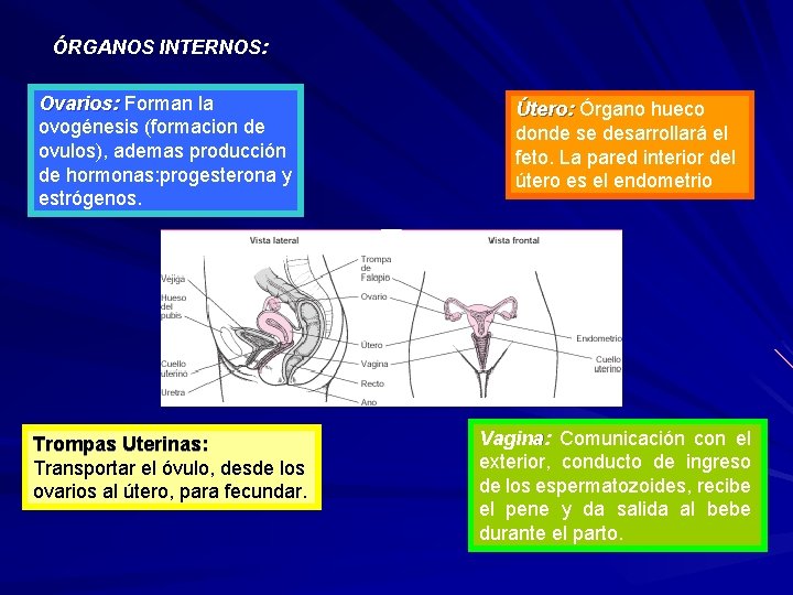 ÓRGANOS INTERNOS: Ovarios: Forman la ovogénesis (formacion de ovulos), ademas producción de hormonas: progesterona