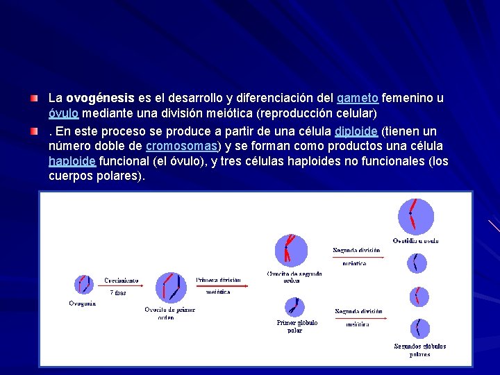 La ovogénesis es el desarrollo y diferenciación del gameto femenino u óvulo mediante una