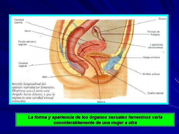 La forma y apariencia de los órganos sexuales femeninos varía considerablemente de una mujer