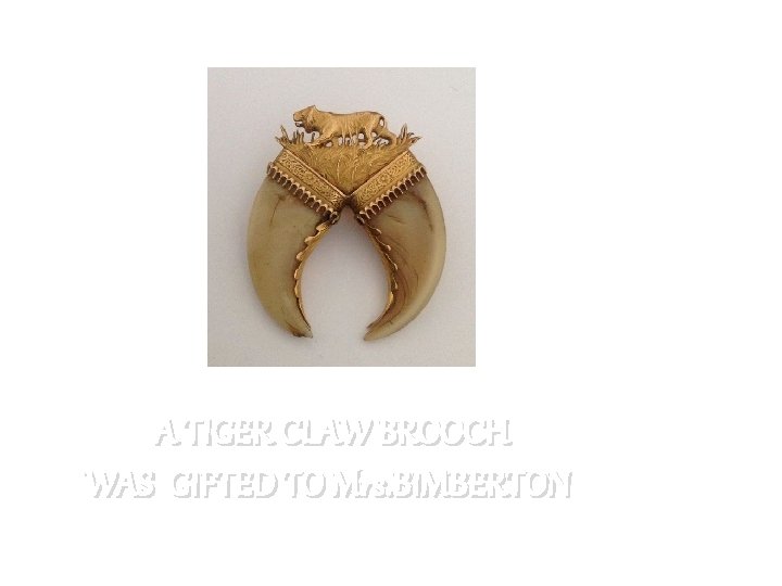 A TIGER CLAW BROOCH WAS GIFTED TO Mrs. BIMBERTON 