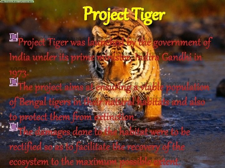 Project Tiger was launched by the government of India under its prime minister, Indira