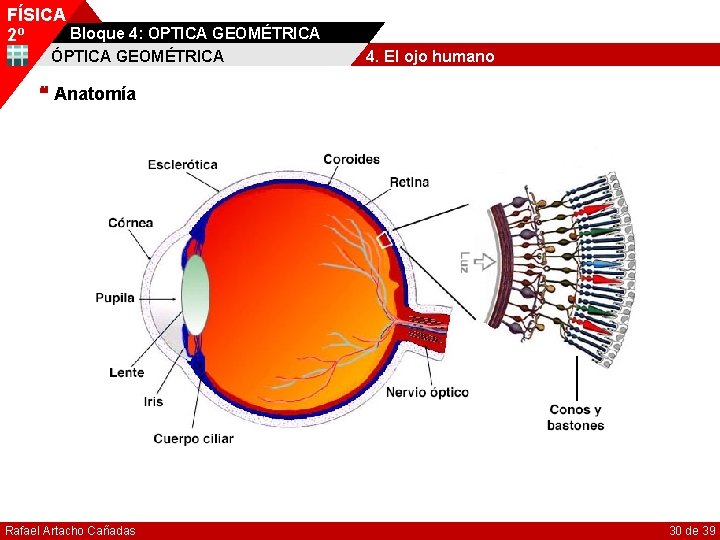 FÍSICA Bloque 4: OPTICA GEOMÉTRICA 2º ÓPTICA GEOMÉTRICA 4. El ojo humano Anatomía Rafael