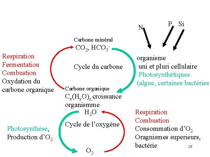 N P Si Carbone minéral Respiration Fermentation Combustion Oxydation du carbone organique Photosynthèse, Production