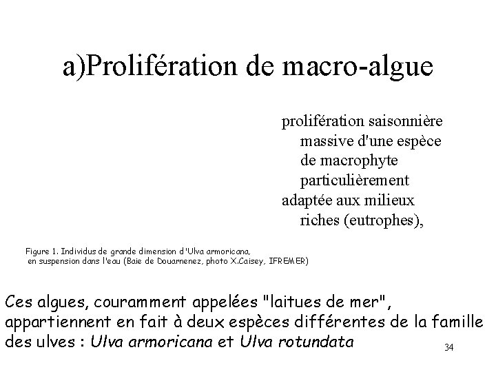 a)Prolifération de macro-algue prolifération saisonnière massive d'une espèce de macrophyte particulièrement adaptée aux milieux