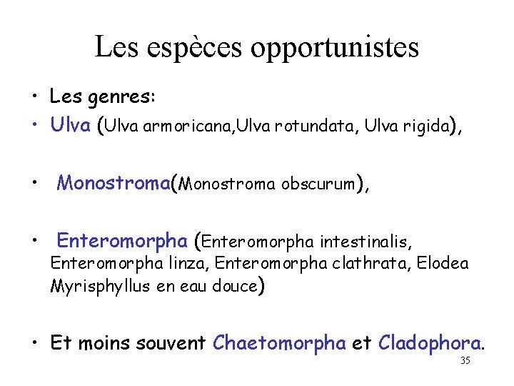 Les espèces opportunistes • Les genres: • Ulva (Ulva armoricana, Ulva rotundata, Ulva rigida),