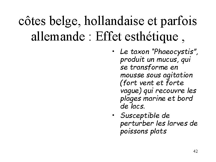 côtes belge, hollandaise et parfois allemande : Effet esthétique , • Le taxon “Phaeocystis”,