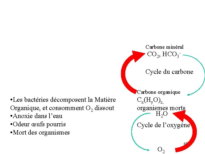 Carbone minéral CO 2, HCO 3 Cycle du carbone Carbone organique • Les bactéries