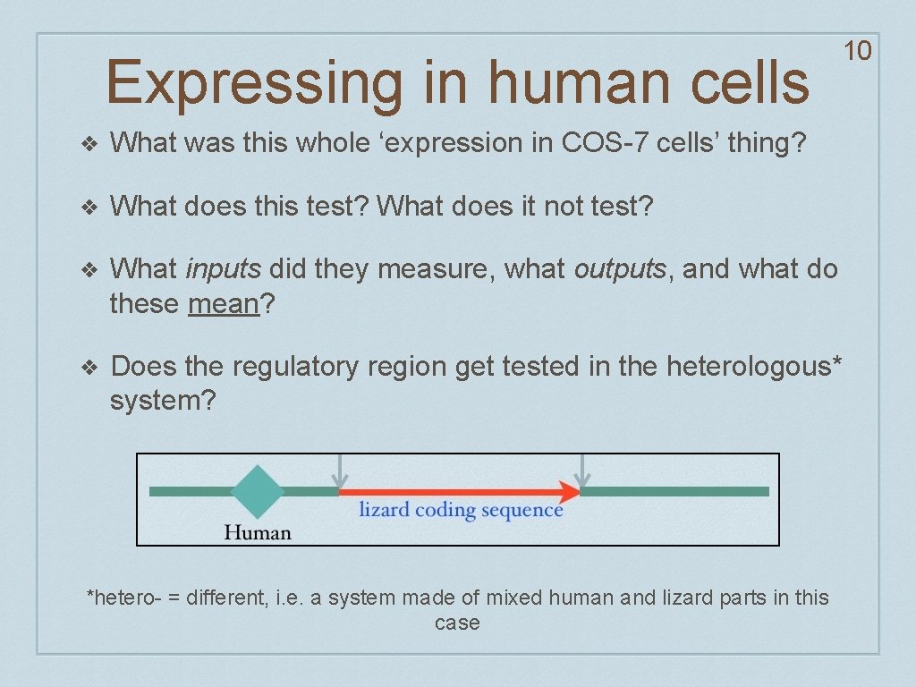 Expressing in human cells 10 ❖ What was this whole ‘expression in COS-7 cells’