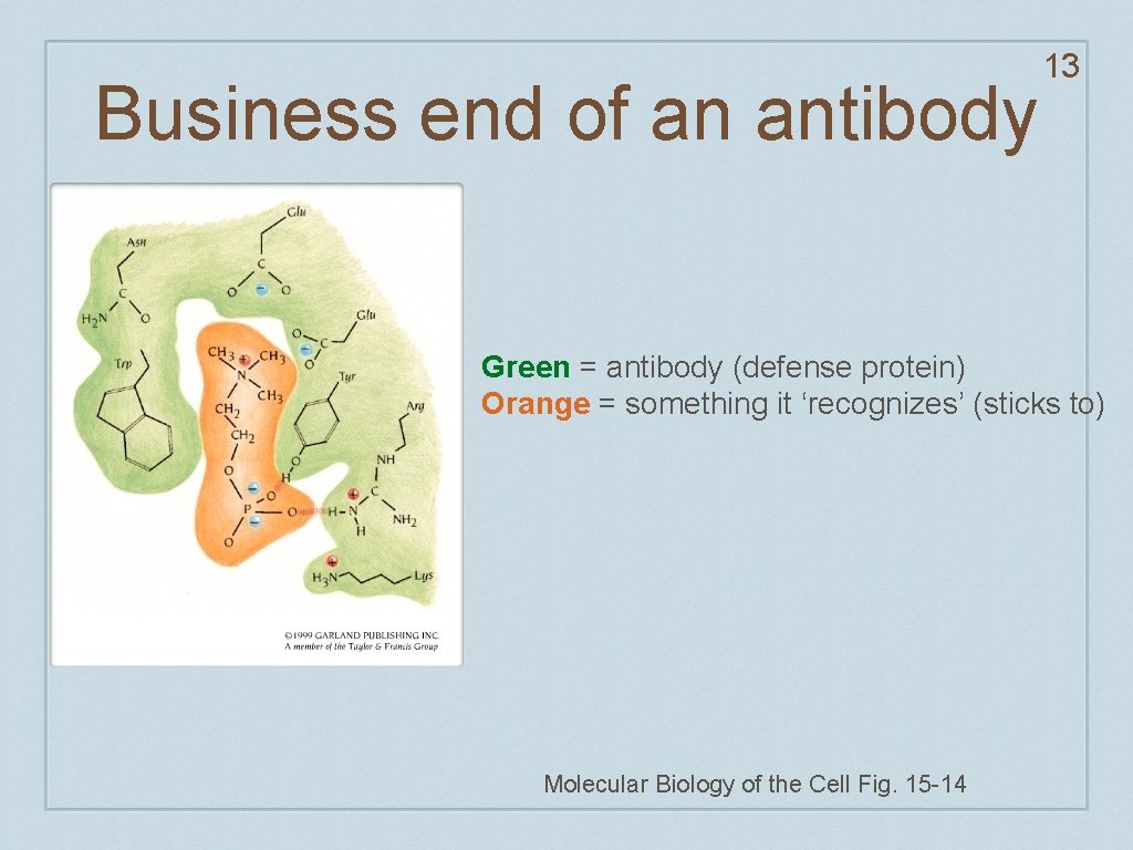 Business end of an antibody 13 Green = antibody (defense protein) Orange = something