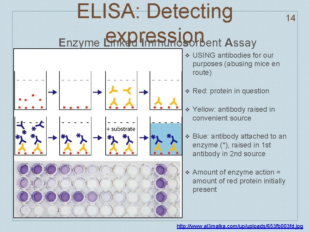 ELISA: Detecting expression Enzyme Linked Immunosorbent Assay 14 ❖ USING antibodies for our purposes