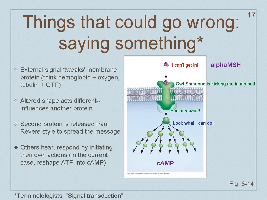 Things that could go wrong: saying something* ❖ ❖ External signal ‘tweaks’ membrane protein