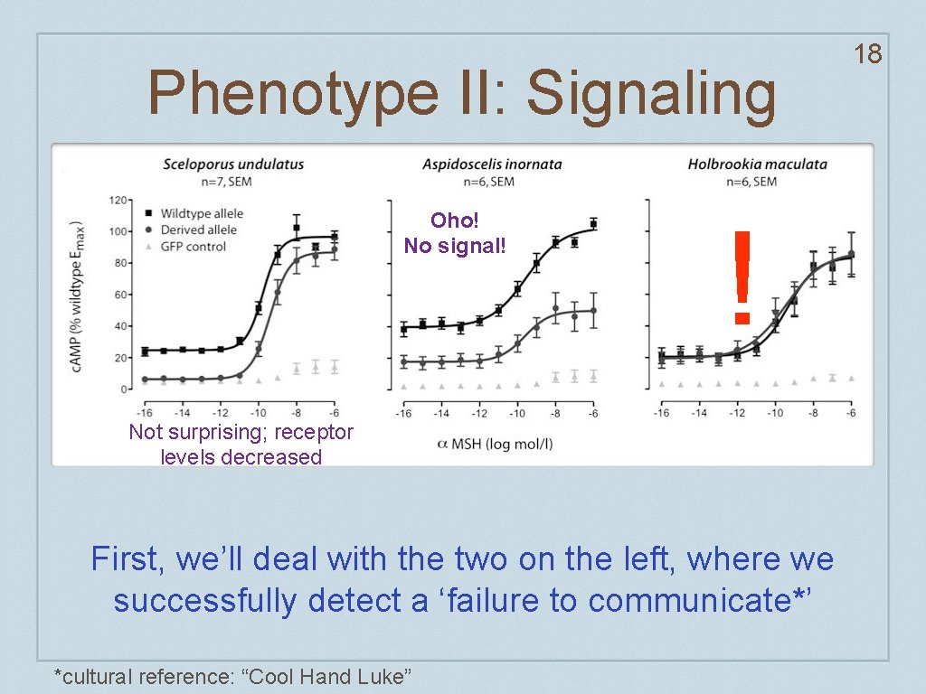 Phenotype II: Signaling Oho! No signal! ! Not surprising; receptor levels decreased First, we’ll