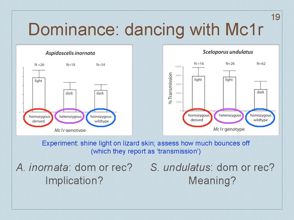 Dominance: dancing with Mc 1 r 19 Experiment: shine light on lizard skin; assess