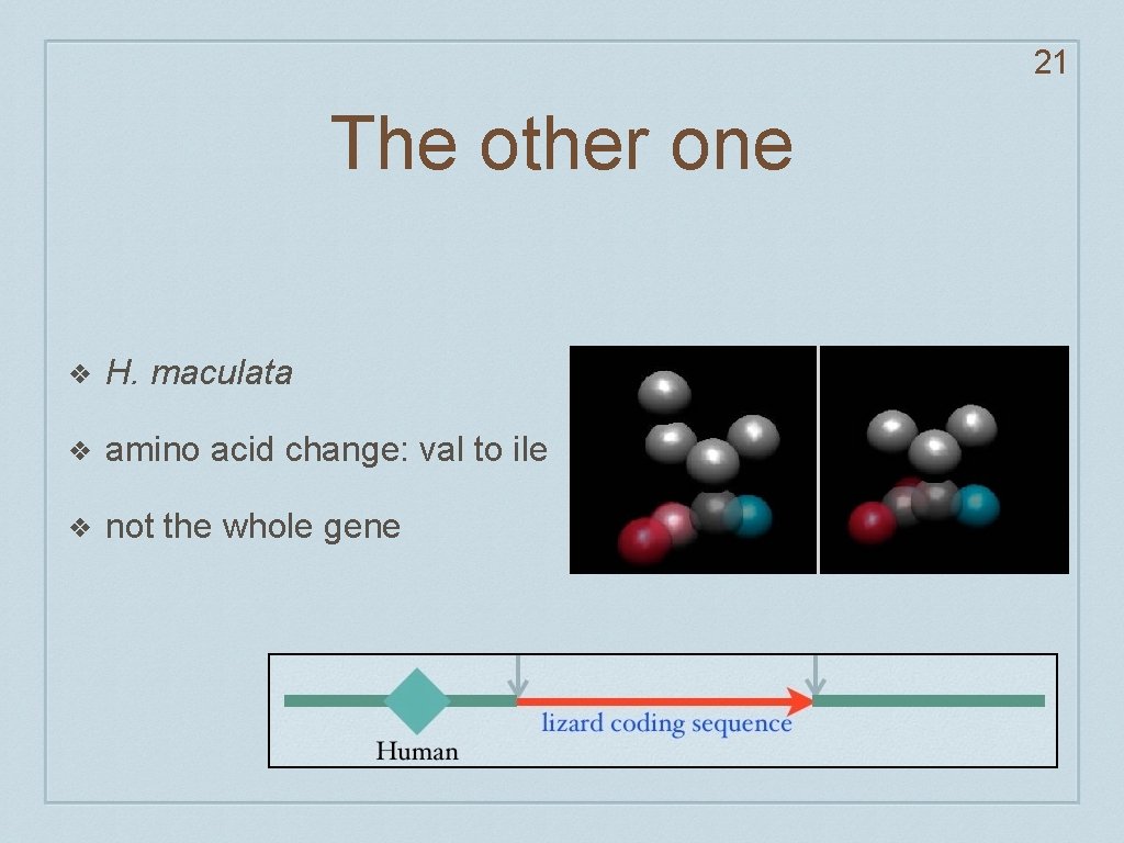 21 The other one ❖ H. maculata ❖ amino acid change: val to ile